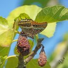 sur les figues très très mures ..... le pacha... se sucre !!!!