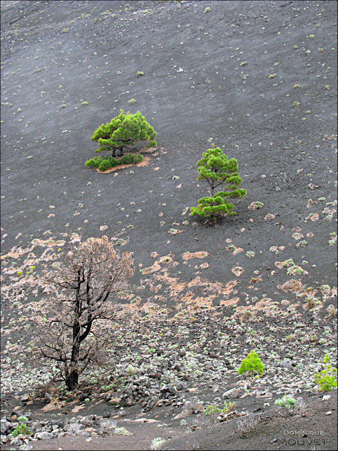 sur les flancs du volcan.....