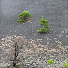 sur les flancs du volcan.....