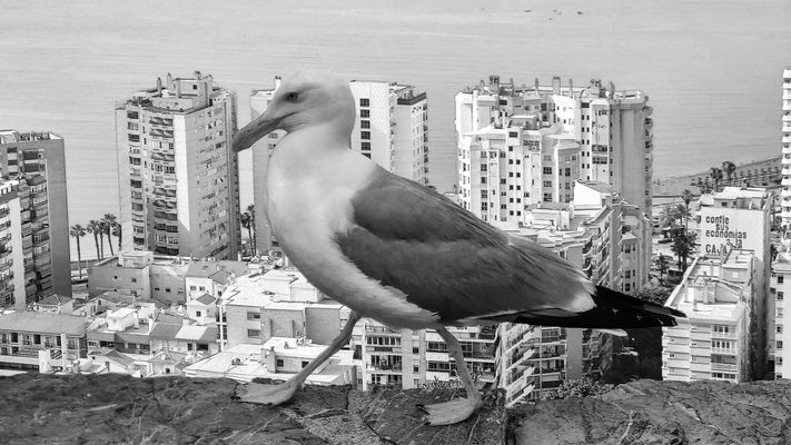 Sur les hauteurs de Malaga