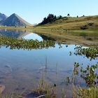 Sur les hauteurs de Morzine, l'été