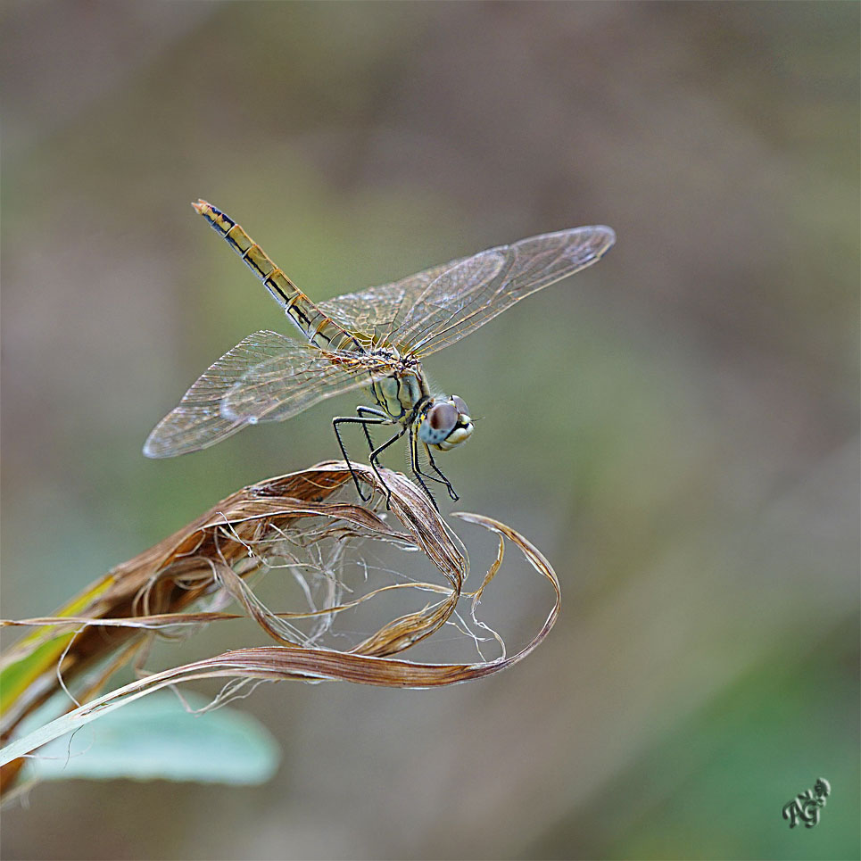 Sur les herbes .....