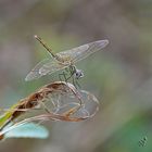 Sur les herbes .....