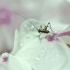 Sur les hortensias 