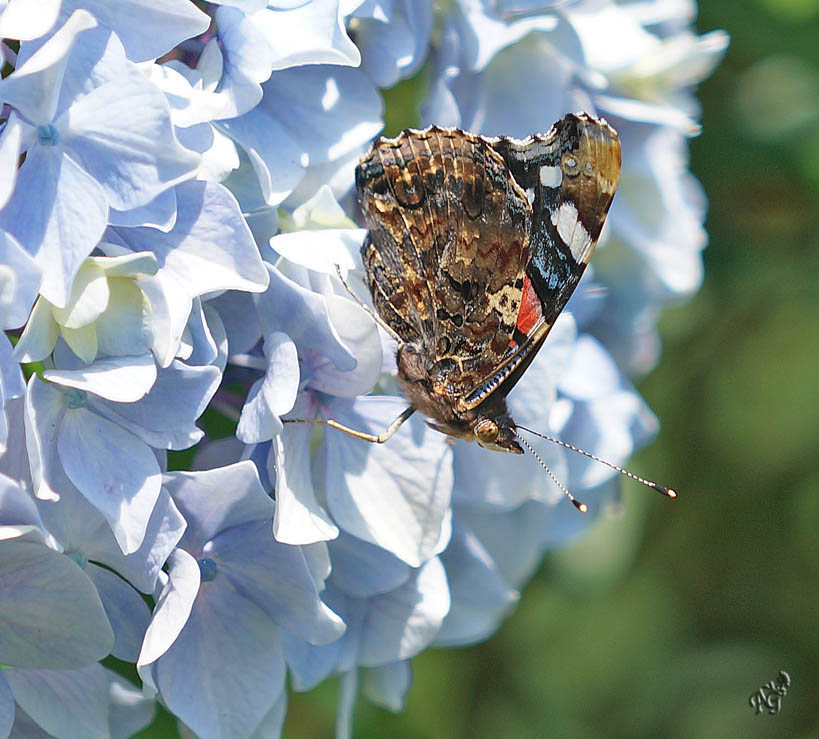 Sur les hortensias ... le vulcain