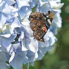 Sur les hortensias ... le vulcain