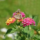 Sur les lantana, la Belle dame ...