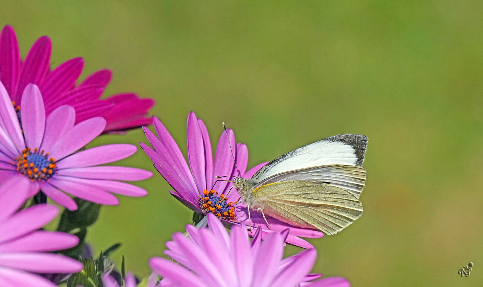 Sur les marguerites du Cap, la piéride