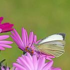 Sur les marguerites du Cap, la piéride