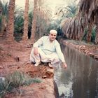 sur les palmier de ghardaia