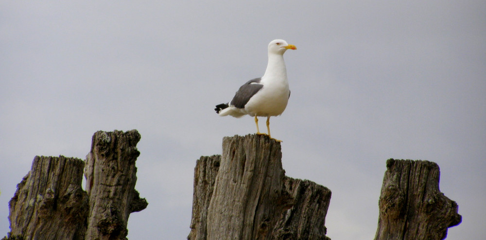 Sur les plages de Saint-Malo 2