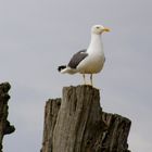 Sur les plages de Saint-Malo 2