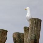 Sur les plages de Saint-Malo