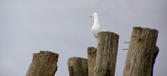 Sur les plages de Saint-Malo