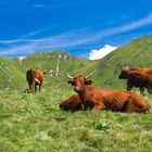 Sur les prairies du Sancy