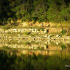 Sur les rives du lac de Carcès (3)