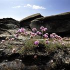 Sur les rochers....... la vie