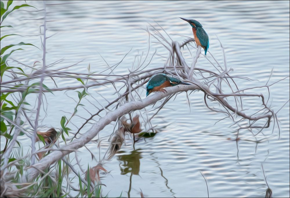 Sur leur branche