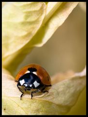 Sur ma feuille de pois ......