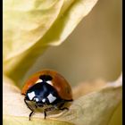 Sur ma feuille de pois ......