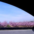  sur ma route, le printemps ......1