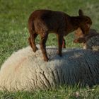 Sur maman : la meilleure place !  (Ovis aries, mouton -race solognote)