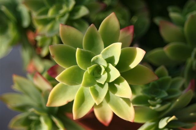 Sur mon balcon / On my balcony