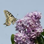 Sur mon lilas .... le machaon