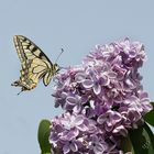 Sur mon lilas .... le machaon