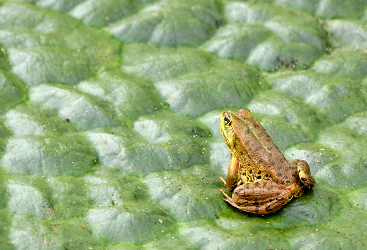 Sur son coussin végétal