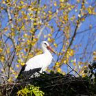 Sur son nid ... la cigogne