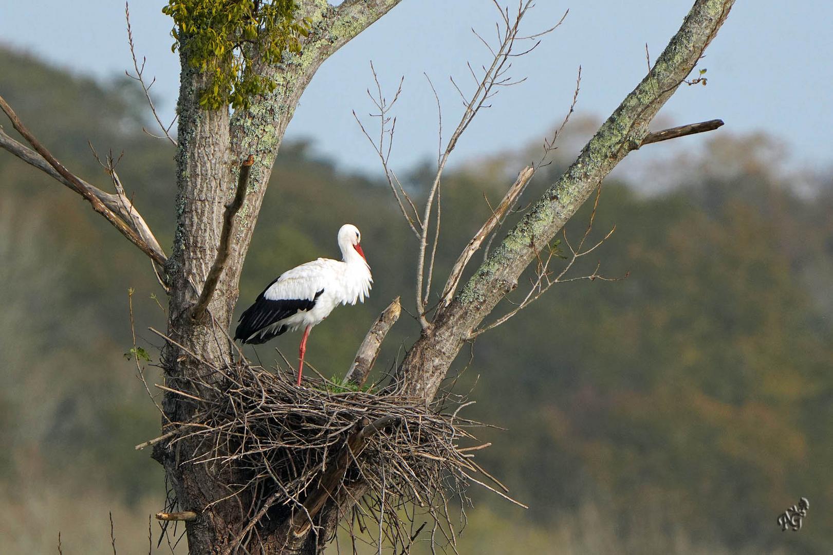 Sur son nid la Cigogne