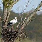 Sur son nid la Cigogne