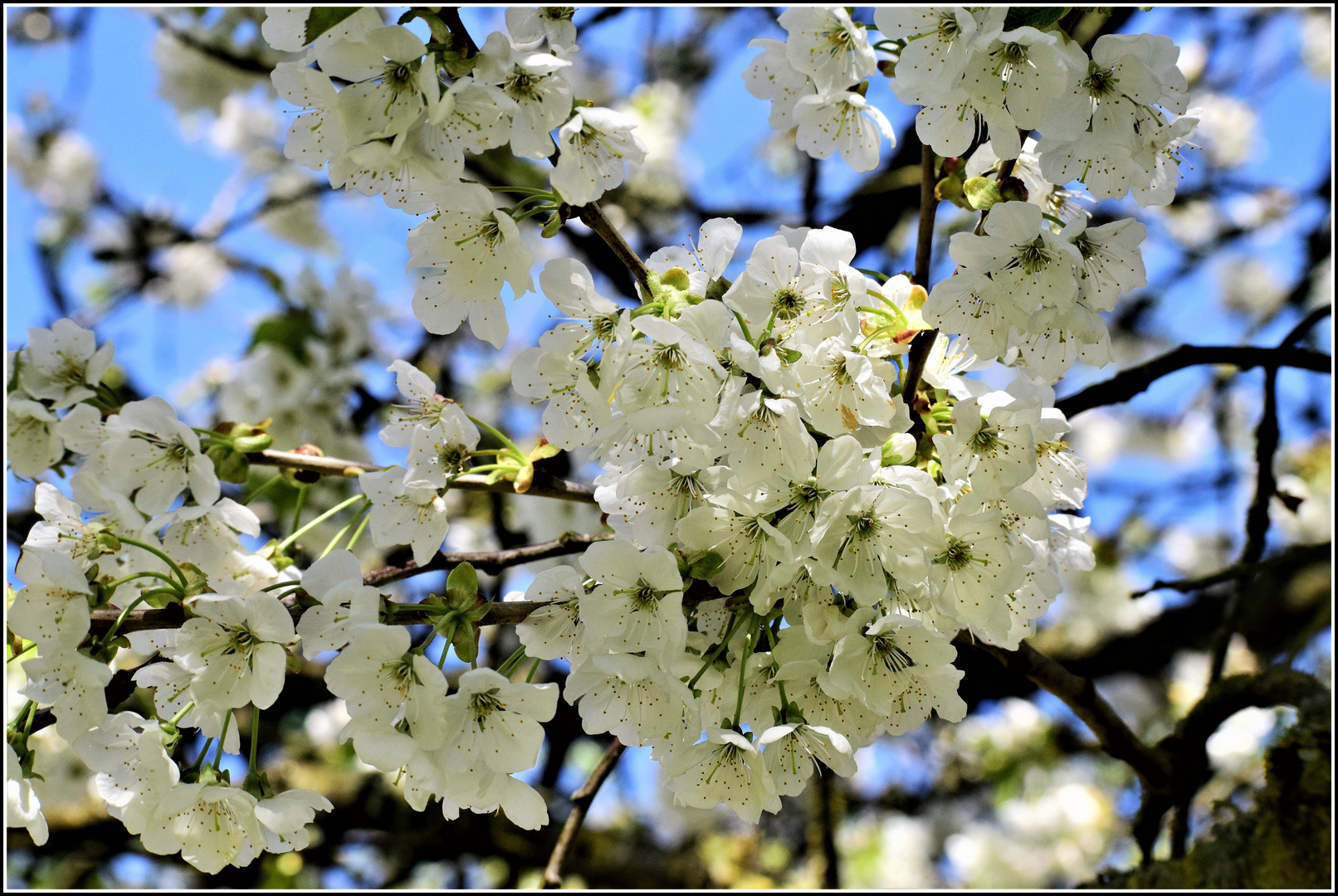 sur un air de printemps 