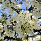 sur un air de printemps 