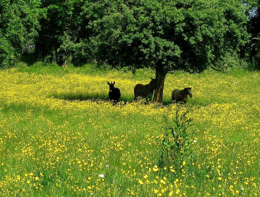 sur un air de printemps 