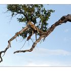 Sur un arbre perché