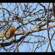 Sur un arbre perch