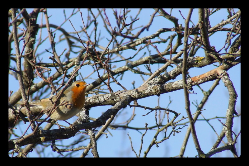 Sur un arbre perché von greg63 