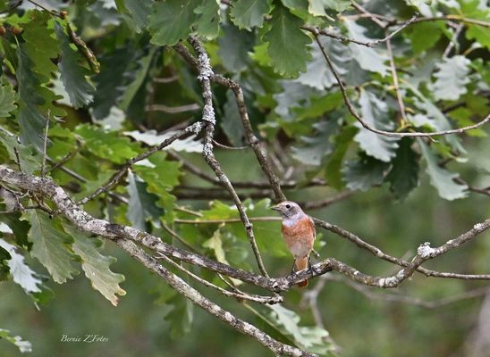 Sur un arbre perché