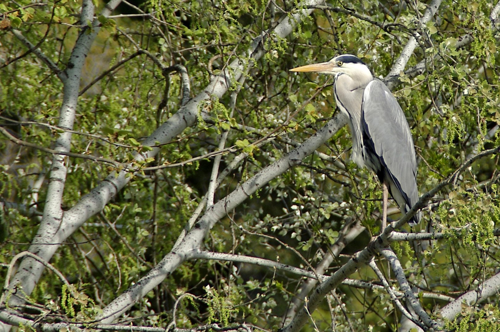 Sur un arbre perché !