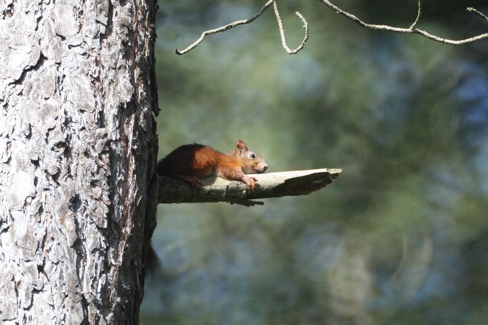 sur un arbre perché de thortof 