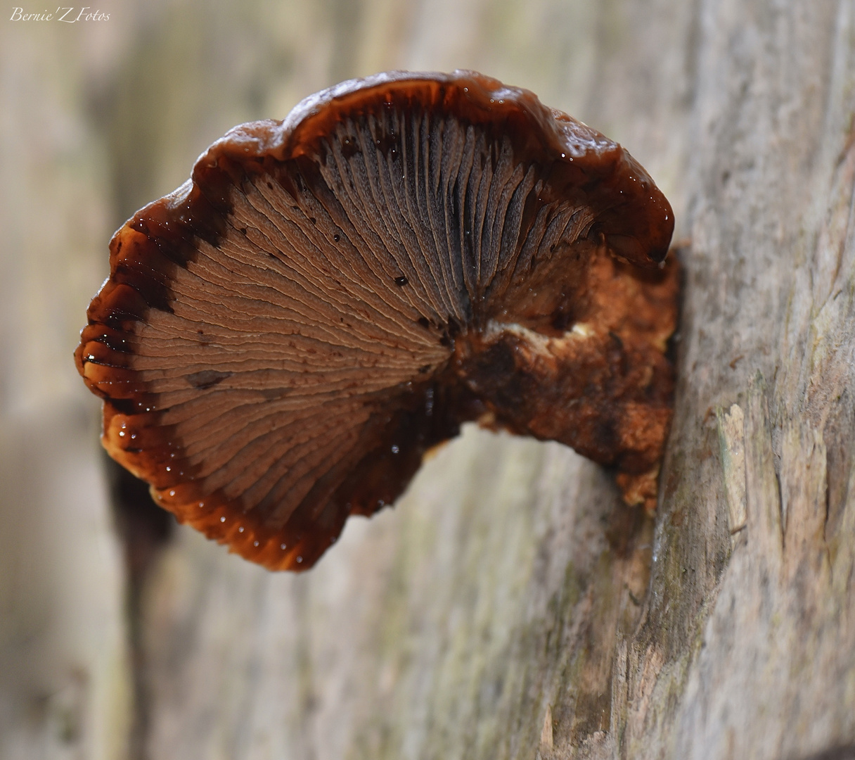 Sur un arbre perché