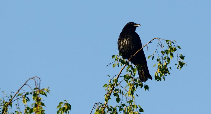 Sur un arbre perché ...