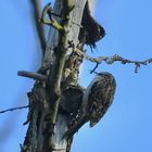 Sur un arbre perché