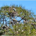 Sur un arbre perchés