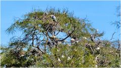 Sur un arbre perchés