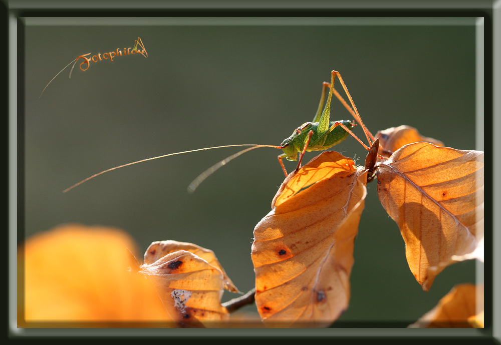 Sur un hêtre en bonsai. photo et image macro nature, macro insectes