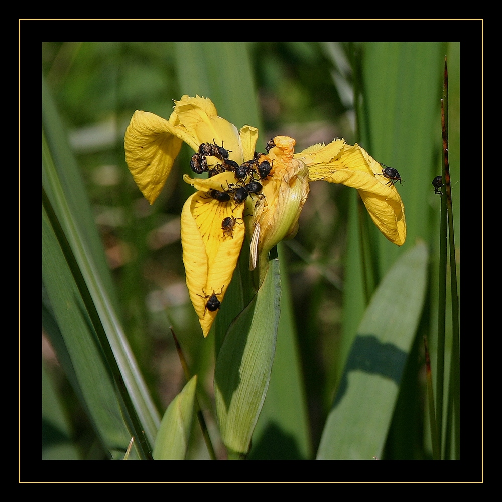 " Sur un iris des marais "