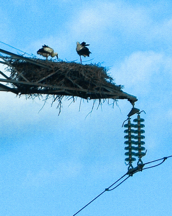 sur un poteaux a haute tension perchée.